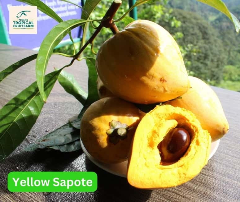 Penang: Tropical Fruit Farm Ticket - Sustainable agriculture is part of the lesson