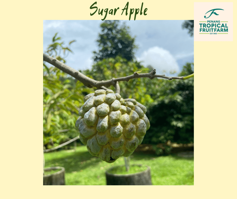 Penang: Tropical Fruit Farm Ticket - What happens during the 30-minute guided tour