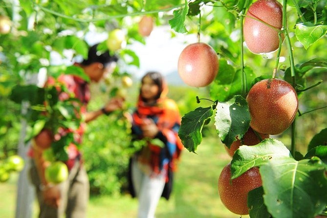 Penang Tropical Fruit Farm with Fruit Tasting - What the $61 price includes