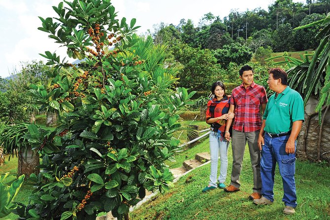 Penang Tropical Fruit Farm with Fruit Tasting - Reaching Teluk Bahang from George Town