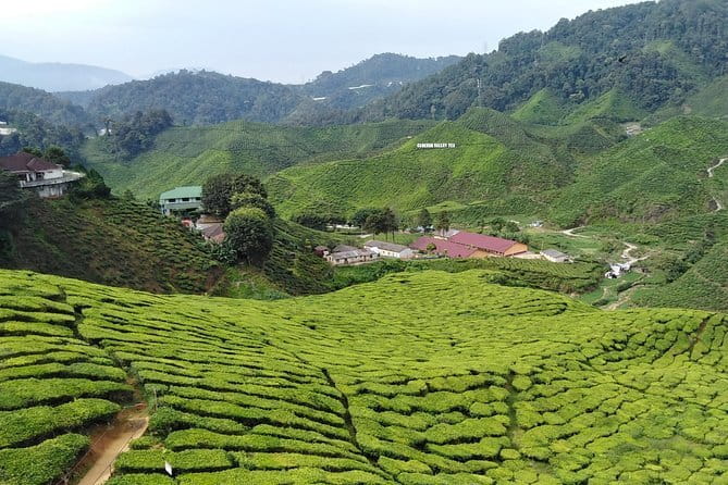 Private: Cameron Highlands 2 days 1 night Trip - Key points to know