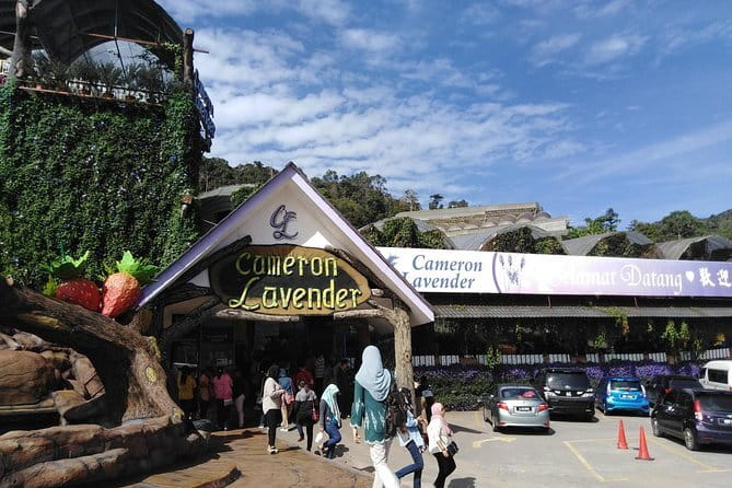 Private: Cameron Highlands 2 days 1 night Trip - From Kuala Lumpur to the Cameron Highlands