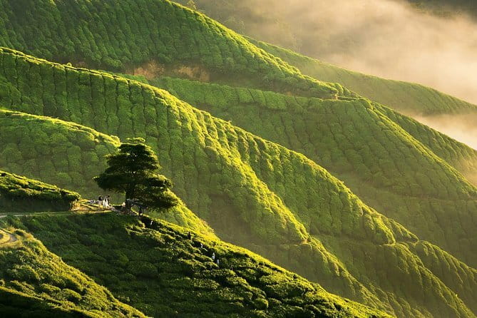 Private: Cameron Highlands 2 days 1 night Trip - BOH Tea Estate adds a second perspective