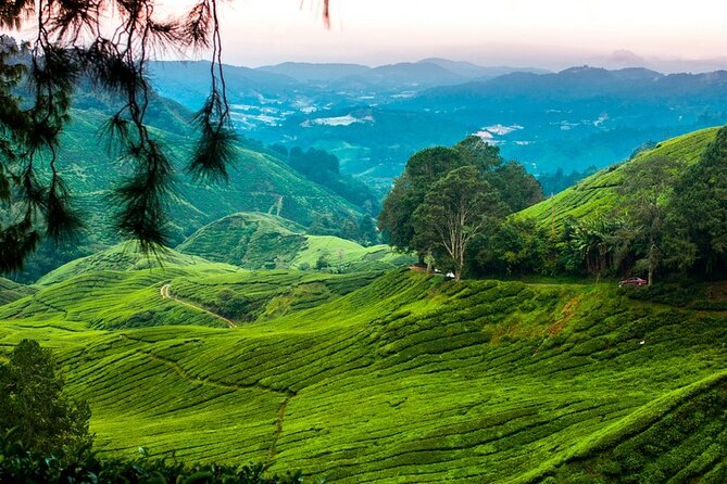 Private Full-Day Cameron Highlands Nature Tour from Kuala Lumpur - Ringlet and a look at Orang Asli life