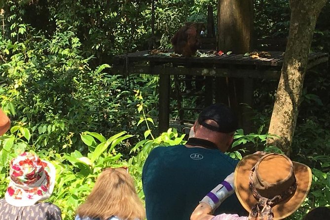 Private Full Day Sepilok Orang Utan, Bornean Sun Bear and Rainforest Discovery Center Tour - At Sepilok Orangutan Rehabilitation Centre
