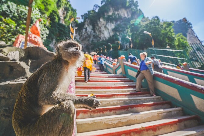 Private Half-Day Batu Caves and Cutural Tour in Kuala Lumpur - What the private driver arrangement is really like