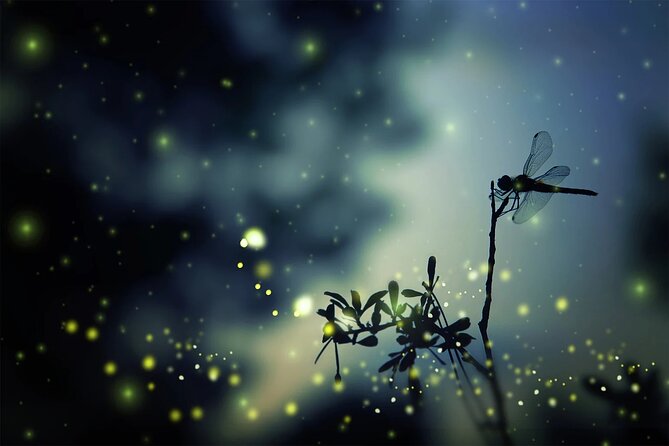 Private Kuala Lumpur Fairy Firefly And Monkey Hill Tour - Why the Firefly Cruise Is the Main Event