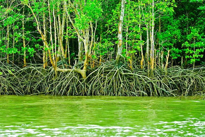 Private Mangrove Tour 3 Hour (max 8 People) - Why the mangroves are Langkawi’s real show