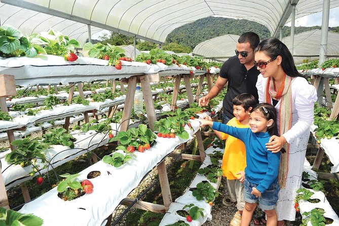 Private Nature Trip to Cameron Highlands from Kuala Lumpur - Tea fields and the Bharat factory visit