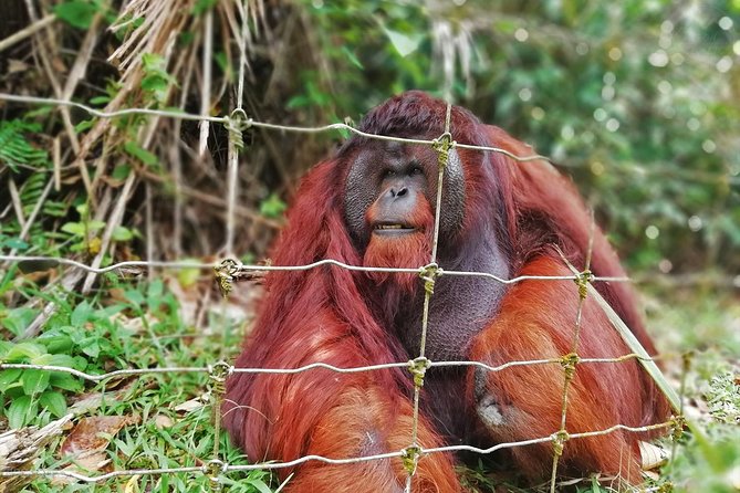Private Tour: Ipoh Secrets Taiping Heritage & Orang Utan Island - The day at a glance