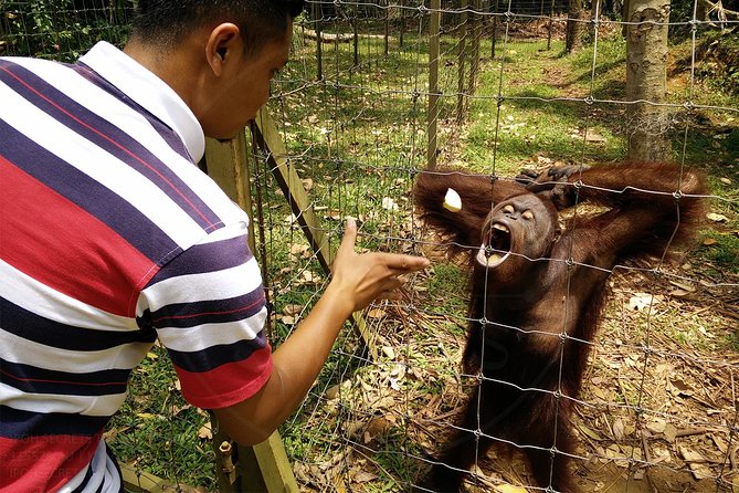 Private Tour: Ipoh Secrets Taiping Heritage & Orang Utan Island - Why this private route works for a short Ipoh visit