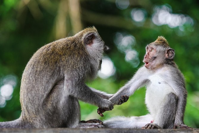 Private Tour: Kuala Selangor Firefly Blinkings including Seafood Dinner - Bukit Melawati: monkeys, shade, and Fort Altingsburg