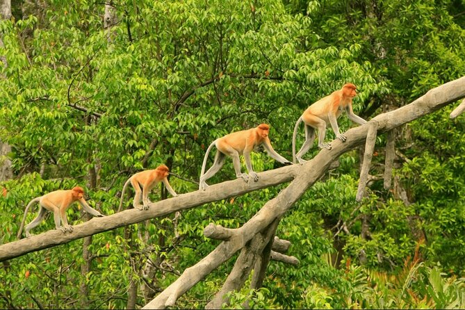 Proboscis Monkey and Fireflies River Cruise - Key points to know before booking