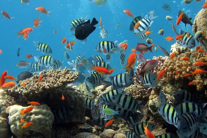 RAID Try-Dive Experience in Kota Kinabalu - The reef session in Tunku Abdul Rahman Marine Park