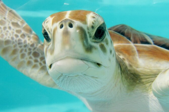RAID Try-Dive Experience in Kota Kinabalu - Is $110 good value for a first scuba session?