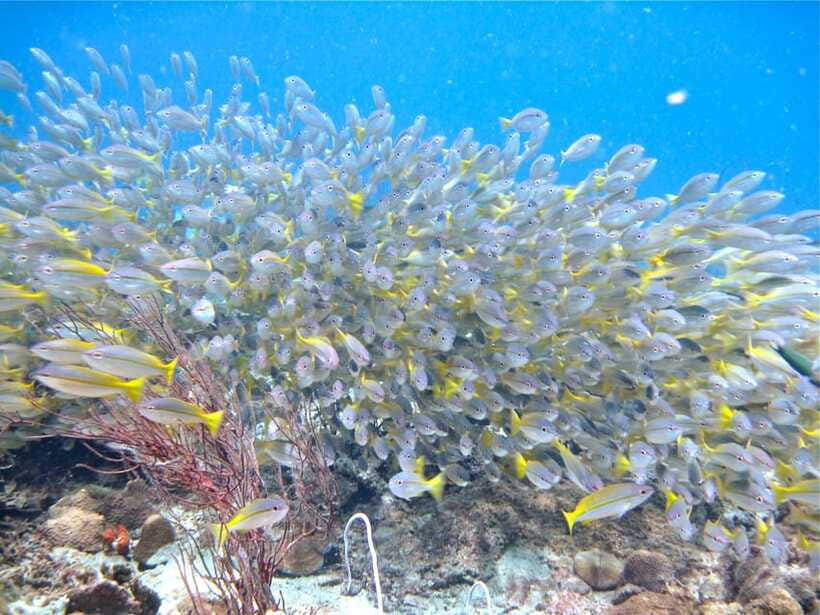 RAID Try-Dive in Kota Kinabalu, Sabah - Who should book this experience