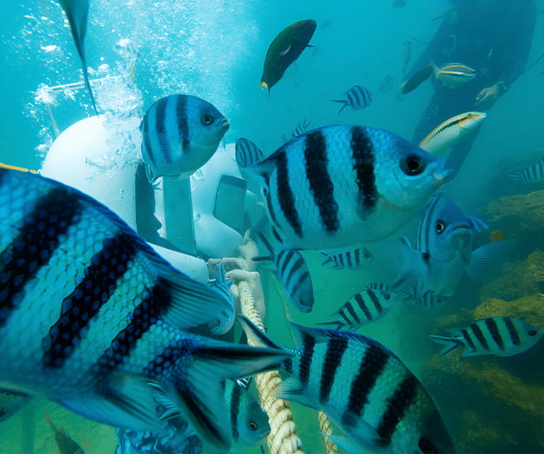 Sabah: Dreamer Island Snorkeling Day Tour Ticket - From Kota Kinabalu to the water