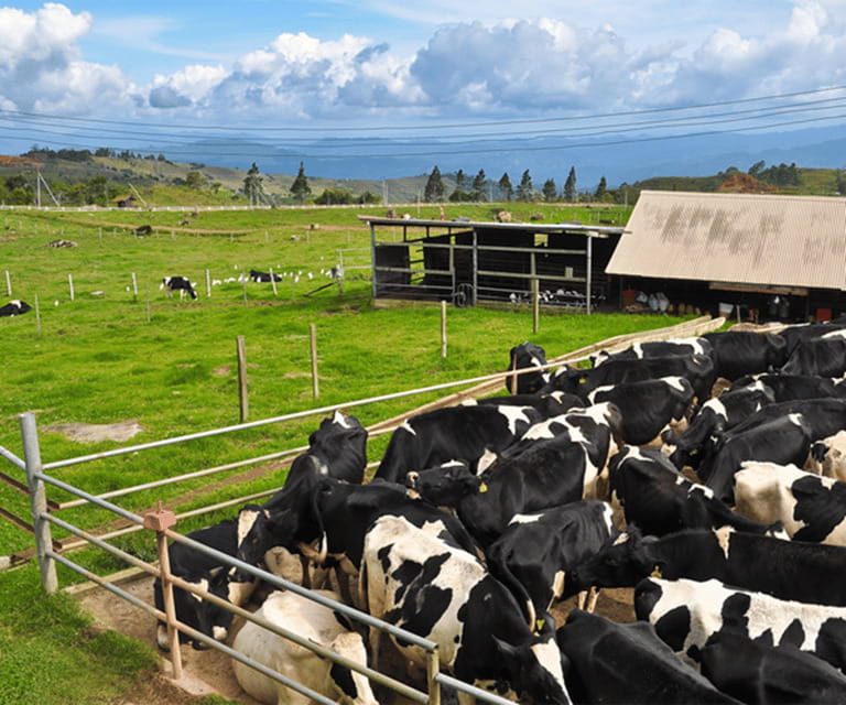 Sabah: Kinabalu Park, Hot Springs, and Cow Farm Day Tour - Nabalu Market: a short stop with local flavor