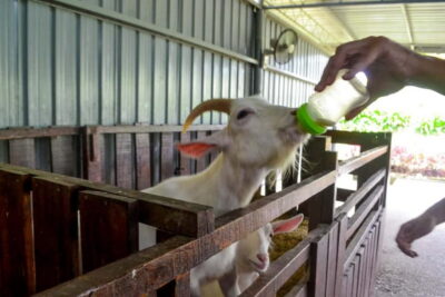 Sabah: Kinabalu Park, Poring Hot Springs & Desa Farm Tour