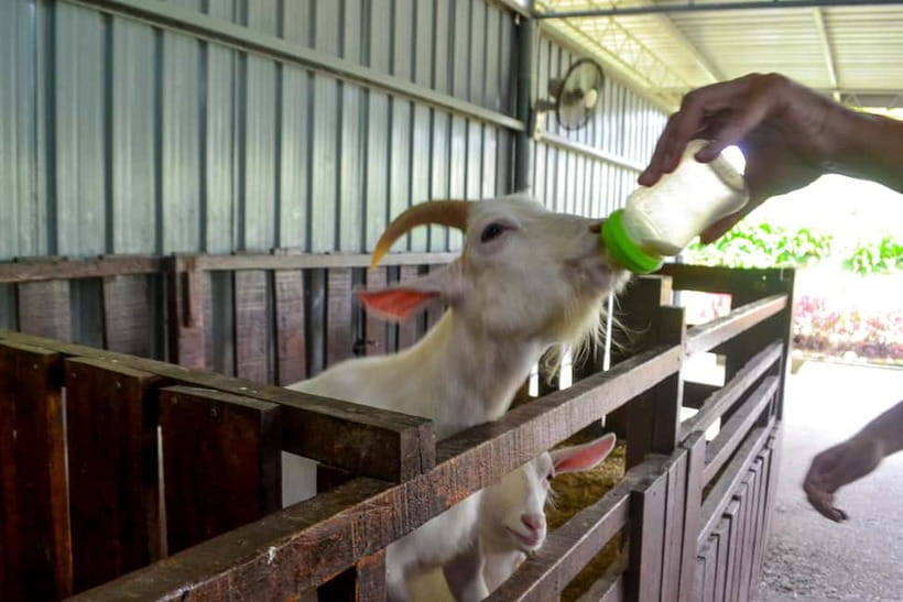 Sabah: Kinabalu Park, Poring Hot Springs & Desa Farm Tour - Kinabalu Park is a photo stop, not a full park visit