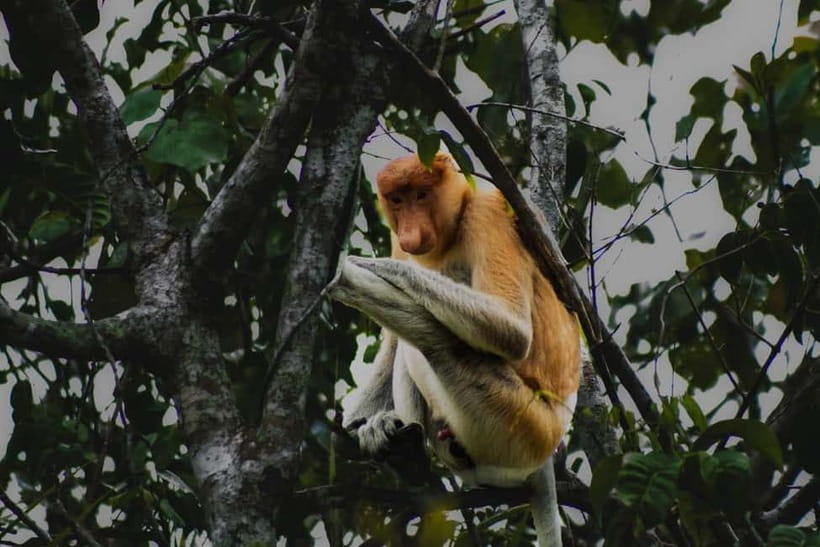 Sabah: Mangrove Fireflies, and Sky Mirror Dream Beach Tour - The 70-minute ride from Kota Kinabalu