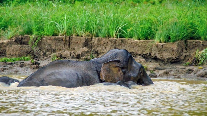 Sandakan: 2 Days 1 Night Bilit, Kinabatangan River Wildlife - Key points at a glance
