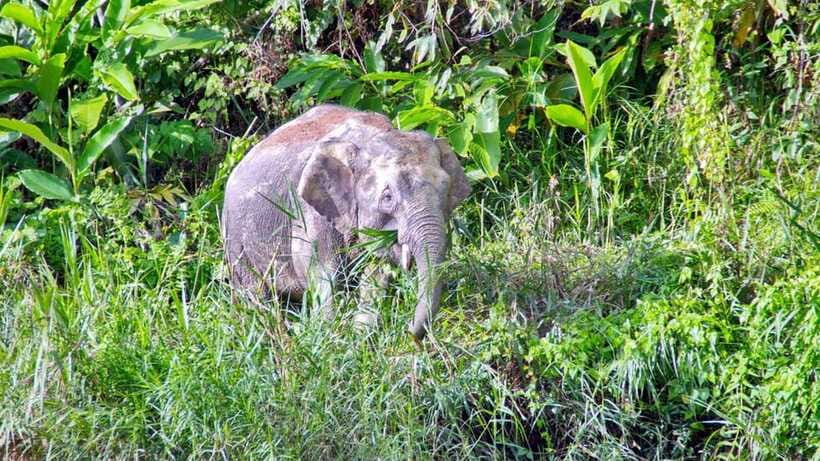 Sandakan: 2 Days 1 Night Bilit, Kinabatangan River Wildlife - Packing for humidity, rain, and insects