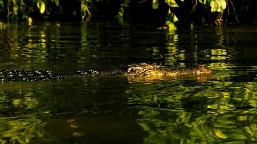 Sandakan: 2 Days 1 Night Bilit, Kinabatangan River Wildlife - Wildlife ethics on the Kinabatangan