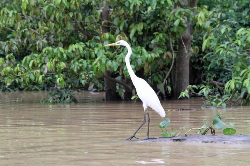 Sandakan: 3D2N The Wild Heart of Borneo River Secrets - Key points at a glance