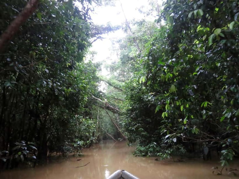 Sandakan: 3D2N The Wild Heart of Borneo River Secrets - First afternoon on the tea-colored river