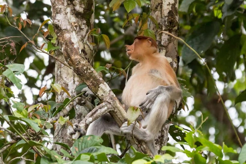 Sandakan: 3D2N The Wild Heart of Borneo River Secrets - Day two: mist, birds, and forest tracks