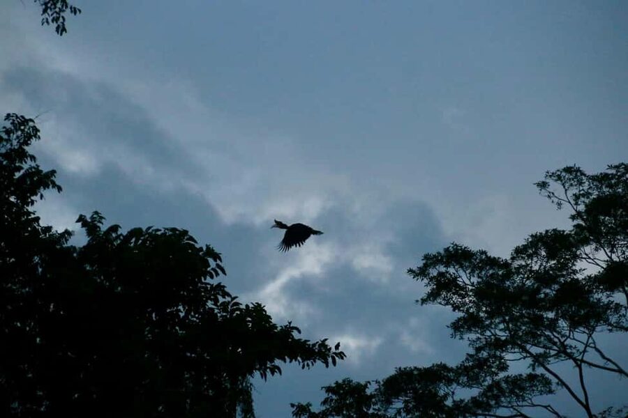 Sandakan: Gomantong Cave Echoes & Kinabatangan River Safari - From Sandakan to Gomantong Cave