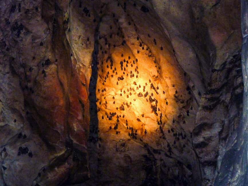Sandakan: Gomantong Cave Echoes & Kinabatangan River Safari - The 4 pm Kinabatangan River cruise