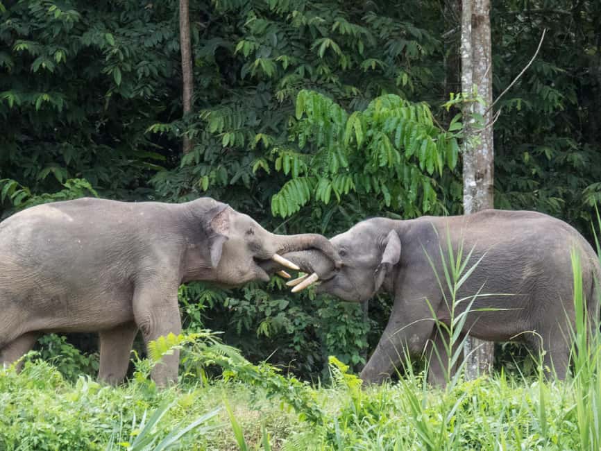Sandakan: Gomantong Cave Echoes & Kinabatangan River Safari - Sunset, dinner, and the long return
