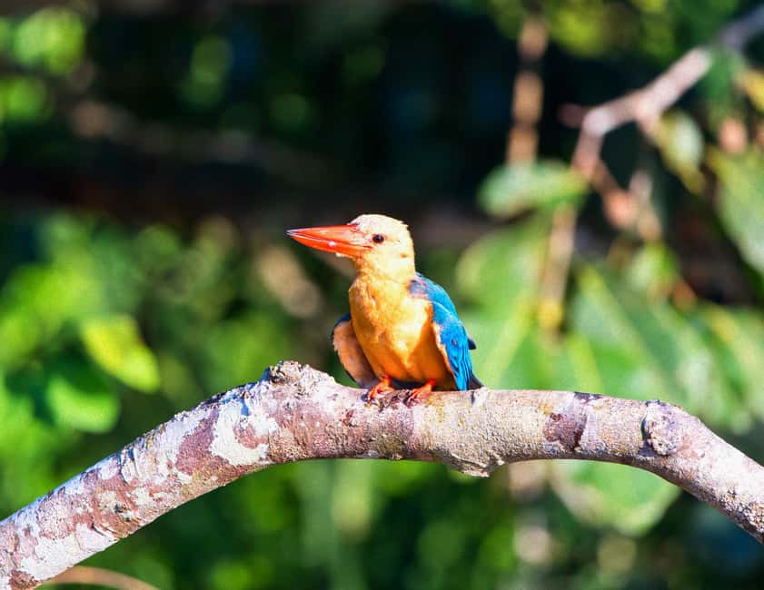 Sandakan: Gomantong Cave Echoes & Kinabatangan River Safari - What the $178 price covers