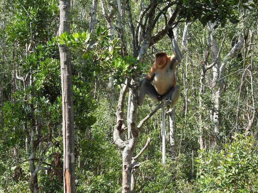 Sandakan: Kinabatangan River Wildlife Cruise with Lunch - The Kinabatangan cruise