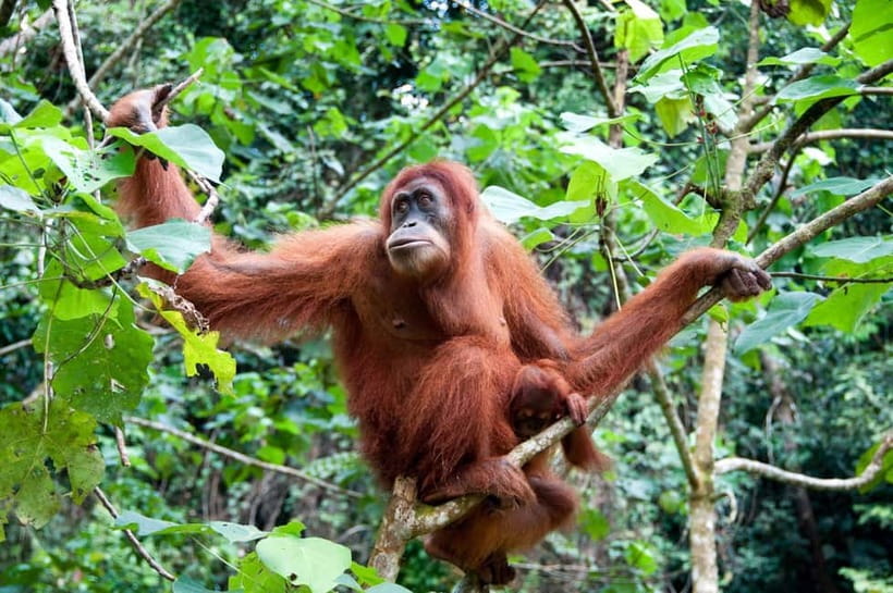 Sandakan: Kinabatangan River Wildlife Cruise with Lunch - What to bring for better sightings