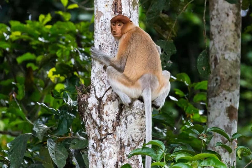 Sandakan: Sukau Rainforest Wildlife Journey & Dawn Cruises - Why one or two nights make more sense