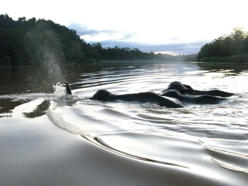Sandakan: Sukau Rainforest Wildlife Journey & Dawn Cruises - The animals you may spot from the boat