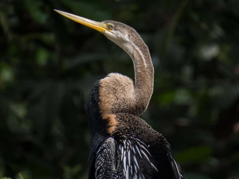 Sandakan: Sukau Rainforest Wildlife Journey & Dawn Cruises - Jungle walking and the three-day option