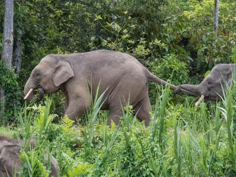 Sandakan: Sukau Rainforest Wildlife Journey & Dawn Cruises - Food, accommodation, and group size