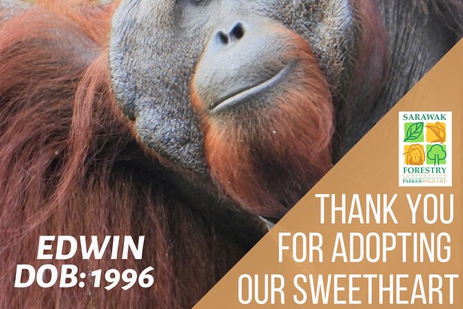 Semenggoh Orangutan Center & Sarawak Cultural Village - Two major Sarawak attractions in one day