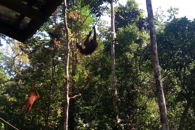 Semenggoh Orangutan Center & Sarawak Cultural Village - Guides make the difference