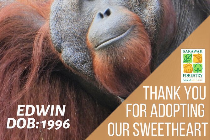 Semenggoh Orangutan Centre from Kuching - The 9:00 AM feeding and what you may see