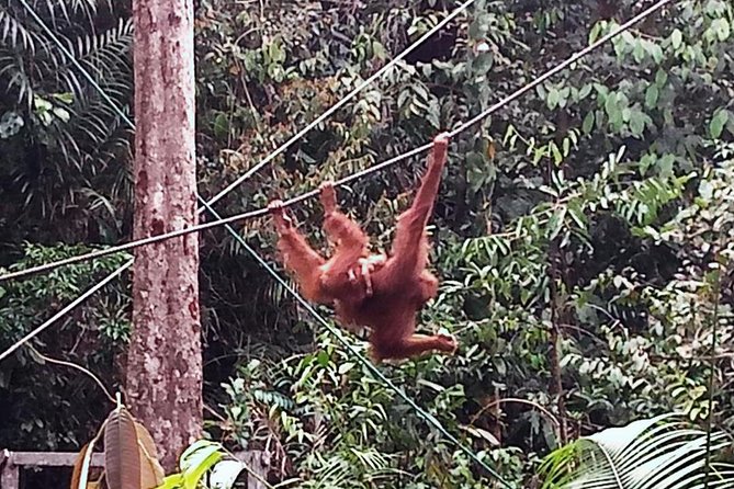 Semenggoh Orangutan Centre from Kuching - Is $66 good value for a three-hour tour?