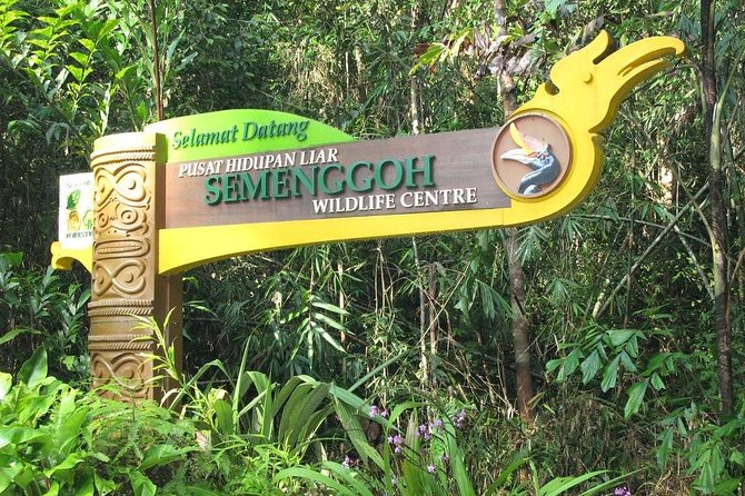 Semenggoh Wildlife Centre: Orangutan Discovery from Kuching - What the rehabilitation program teaches you
