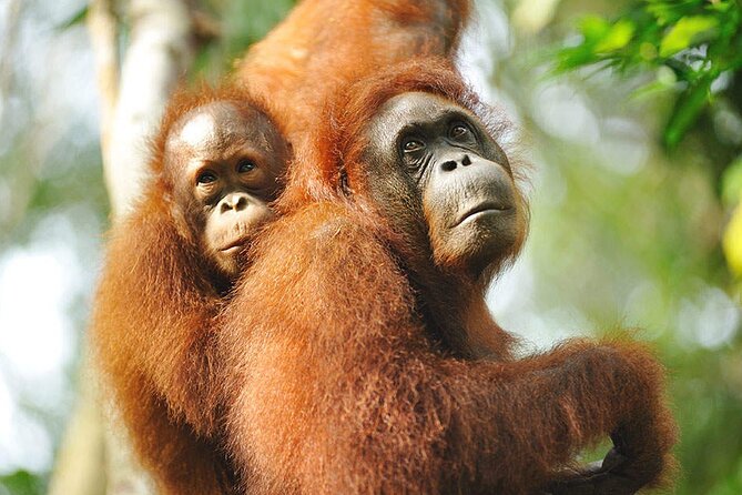 Semenggoh Wildlife Centre: Orangutan Discovery from Kuching - Is USD 69.96 a fair price?