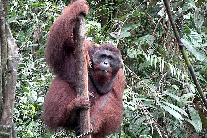 Semenggoh Wildlife Centre: Orangutan Discovery from Kuching - The chance of seeing orangutans