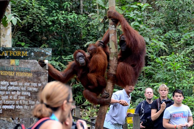 Semenggoh Wildlife Centre: Orangutan Discovery from Kuching - Who will enjoy this three-hour outing?