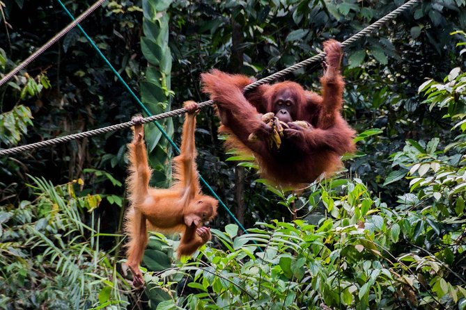 Semenggoh Wildlife Centre: Orangutan Discovery from Kuching - Booking, changes, and practical details